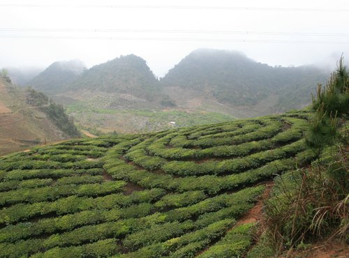 Souvenir du voyage de Michel, Vietnam
