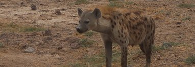 Souvenir du voyage de Michel, Kenya