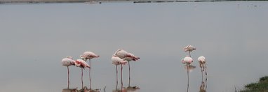 Souvenir du voyage de Michel, Kenya
