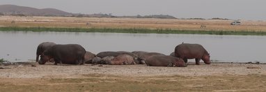 Souvenir du voyage de Michel, Kenya