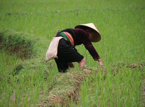 Souvenir du voyage de Michel, Vietnam