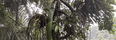 Souvenir du voyage de Catherine, Costa Rica