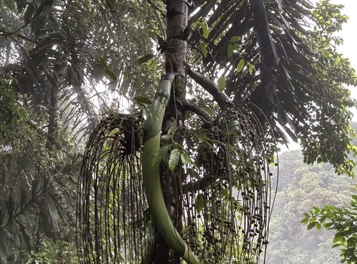 Souvenir du voyage de Catherine, Costa Rica