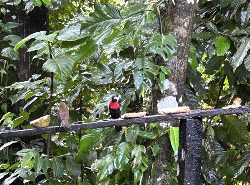 Souvenir du voyage de Catherine, Costa Rica