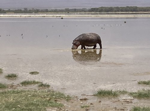 Souvenir du voyage de Laurence, Kenya