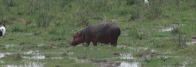 Souvenir du voyage de Michel, Kenya