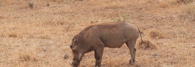 Souvenir du voyage de Michel, Kenya