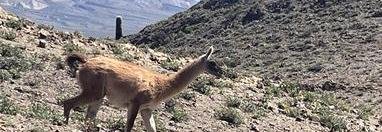 Souvenir du voyage de Marie, Argentine