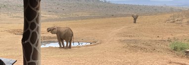 Souvenir du voyage de Laurence, Kenya