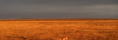 Souvenir du voyage de Michel, Kenya
