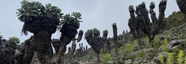 Souvenir du voyage de Luc, Tanzanie