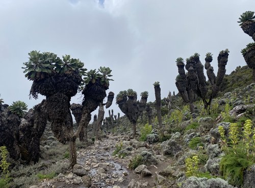Souvenir du voyage de Luc, Tanzanie