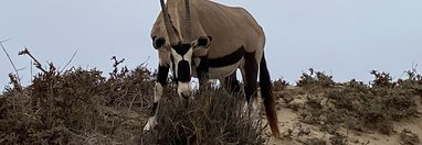 Souvenir du voyage de Luc, Namibie