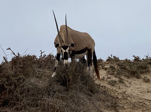 Souvenir du voyage de Luc, Namibie