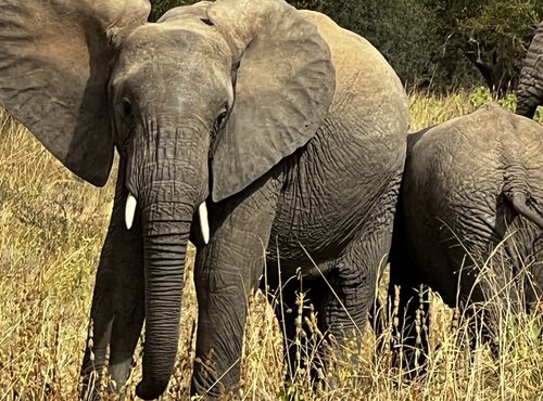 Souvenir du voyage de Vincent, Tanzanie