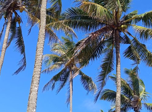 Souvenir du voyage de Claire, Sri Lanka