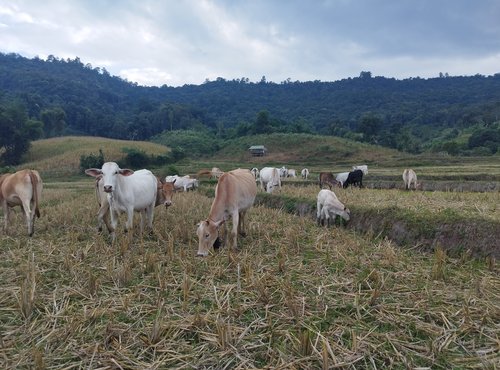 Souvenir du voyage de Yannick, Thaïlande
