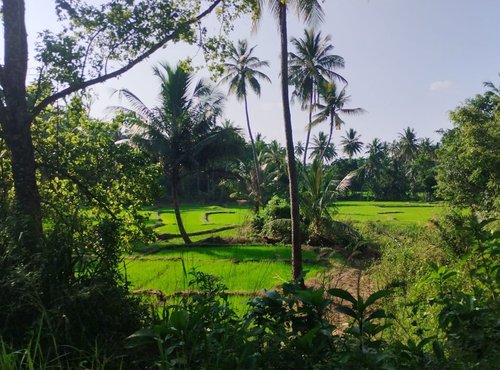 Souvenir du voyage de Noemie, Sri Lanka