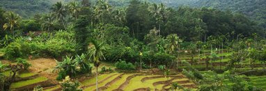 Souvenir du voyage de Noemie, Sri Lanka