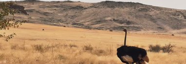 Souvenir du voyage de Emilie, Namibie