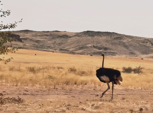 Souvenir du voyage de Emilie, Namibie