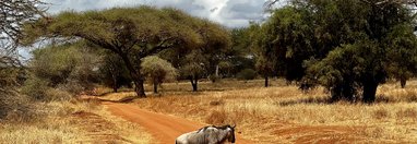 Souvenir du voyage de Vincent, Tanzanie