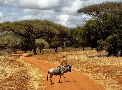 Souvenir du voyage de Vincent, Tanzanie