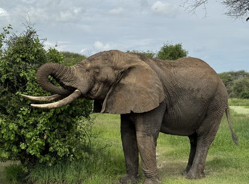 Souvenir du voyage de Charly, Tanzanie