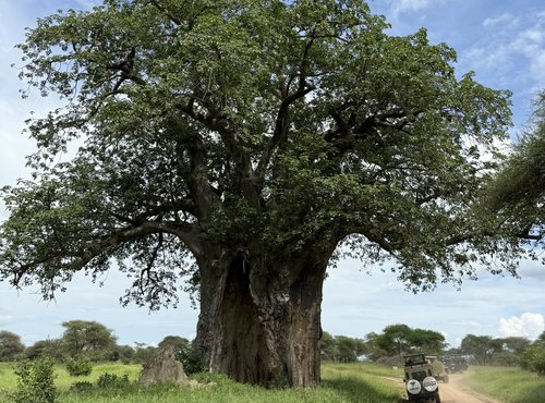 Souvenir du voyage de Charly, Tanzanie