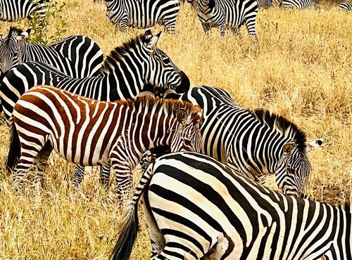 Souvenir du voyage de Vincent, Tanzanie