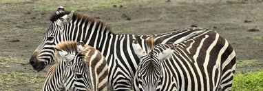 Souvenir du voyage de Charly, Tanzanie