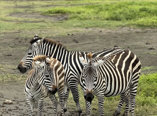 Souvenir du voyage de Charly, Tanzanie