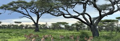 Souvenir du voyage de Charly, Tanzanie