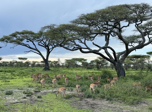 Souvenir du voyage de Charly, Tanzanie