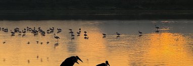 Souvenir du voyage de Charly, Tanzanie