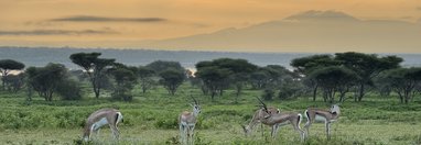 Souvenir du voyage de Charly, Tanzanie