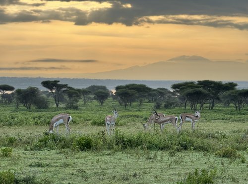 Souvenir du voyage de Charly, Tanzanie