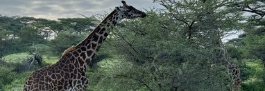 Souvenir du voyage de Charly, Tanzanie