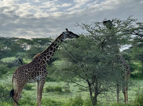 Souvenir du voyage de Charly, Tanzanie