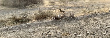 Souvenir du voyage de Vincent, Tanzanie