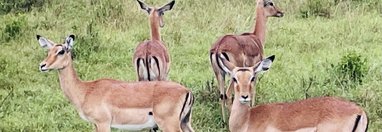 Souvenir du voyage de Nathalie, Kenya