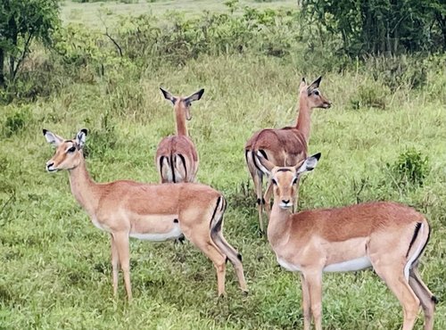 Souvenir du voyage de Nathalie, Kenya