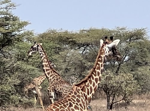 Souvenir du voyage de Vincent, Tanzanie