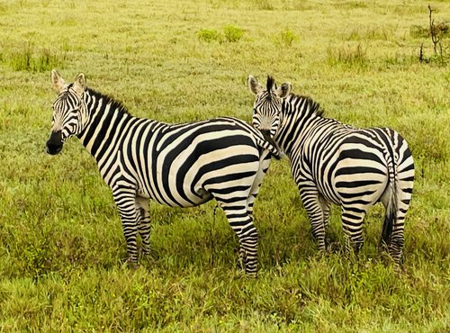 Souvenir du voyage de Nathalie, Kenya