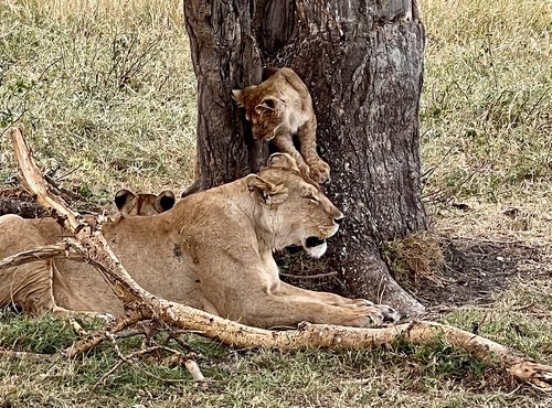 Souvenir du voyage de Vincent, Tanzanie