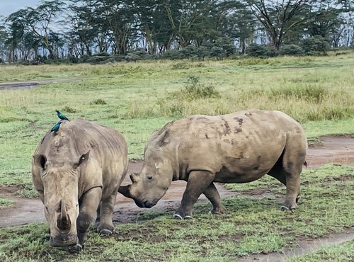 Souvenir du voyage de Nathalie, Kenya