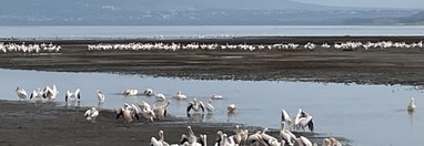 Souvenir du voyage de Nathalie, Kenya