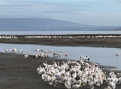 Souvenir du voyage de Nathalie, Kenya