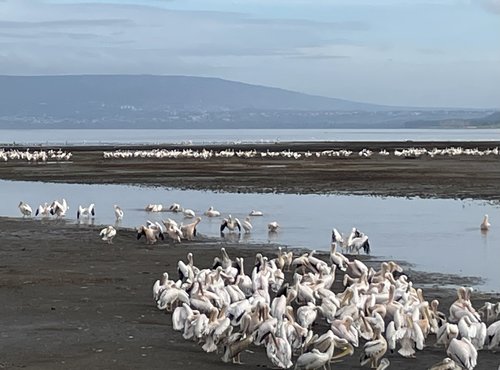 Souvenir du voyage de Nathalie, Kenya