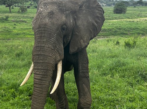 Souvenir du voyage de Louis, Tanzanie